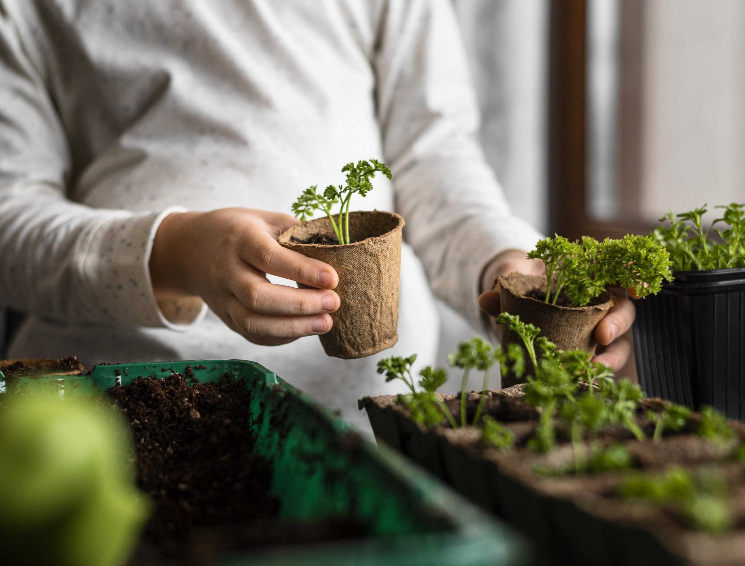 Niño con planta en sus manos